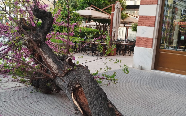 Θεσσαλονίκη: Έπεσε δέντρο στο κέντρο - Δείτε φωτογραφίες