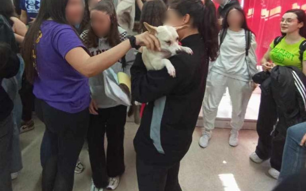 Νάουσα: Δράσεις ευαισθητοποίησης για τα αδέσποτα ζώα στα σχολεία