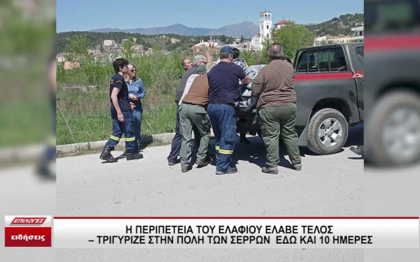 Σέρρες: Ελάφι περιφερόταν για δέκατη ημέρα στην πόλη (βίντεο)