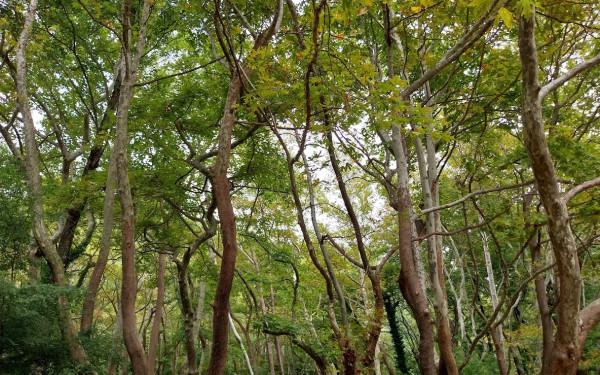 Θεσσαλονίκη: Σε τρεις περιοχές της Μακεδονίας εμφανίστηκε ο «εισαγόμενος» μύκητας που ξεραίνει τα πλατάνια