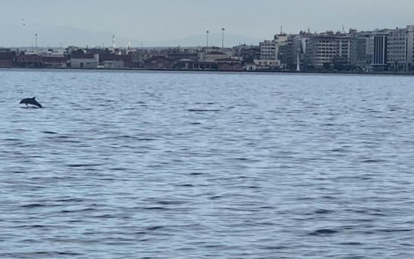 Θεσσαλονίκη: Πρωινή επίσκεψη από δελφίνια στον Θερμαϊκό (βίντεο, φωτ.)