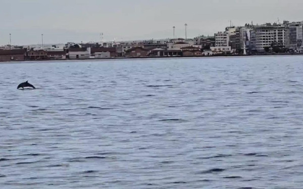 Θεσσαλονίκη: Δελφίνια έκαναν... «παρέλαση» στον Θερμαϊκό (βίντεο)