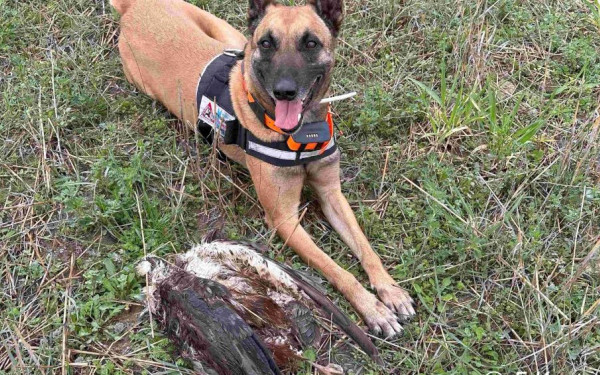 Έβρος: Καταγγελία για μαζική δηλητηρίαση προστατευόμενων ειδών