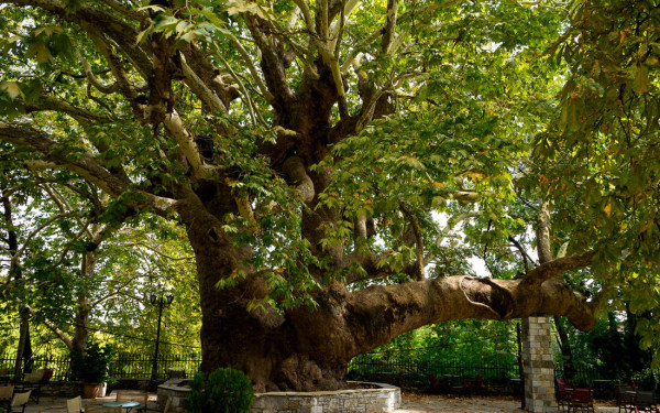 ΑΠΘ: Ανησυχία για τον καρκίνο του πλατάνου στην Ελλάδα