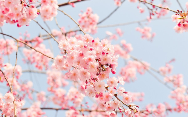 Ο Δήμος Παύλου Μελά διοργανώνει για πρώτη φορά την Γιορτή της Άνοιξης