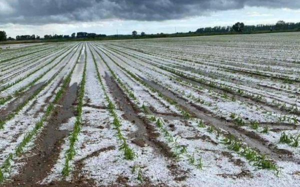 ΕΛΓΑ: Έως τις 4 Οκτωβρίου η παράταση για τον διαγωνισμό του προγράμματος χαλαζιακής προστασίας