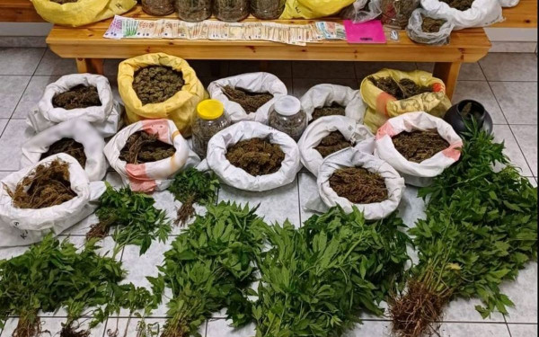 Χαλκιδική: Χειροπέδες σε καλλιεργητή κάνναβης - Καλλιεργούσε 305 δενδρύλλια σε περιφραγμένο χώρο στην αυλή του (φωτ.)