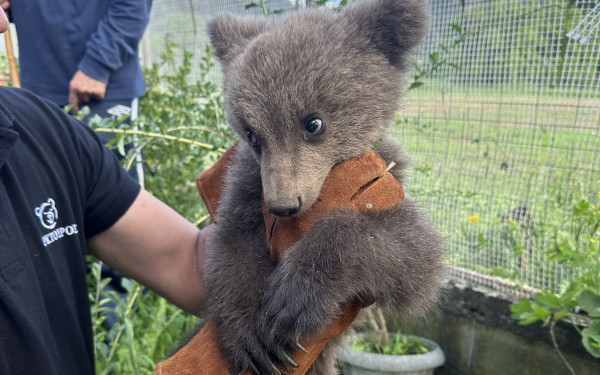 Θεσσαλονίκη: Ορφανό αρκουδάκι βρέθηκε σε αυλή σπιτιού (βίντεο, φωτ.)