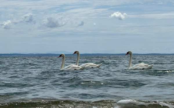 Xαλκιδική: Τρεις κύκνοι στην παραλία της Γερακινής (φωτ.)