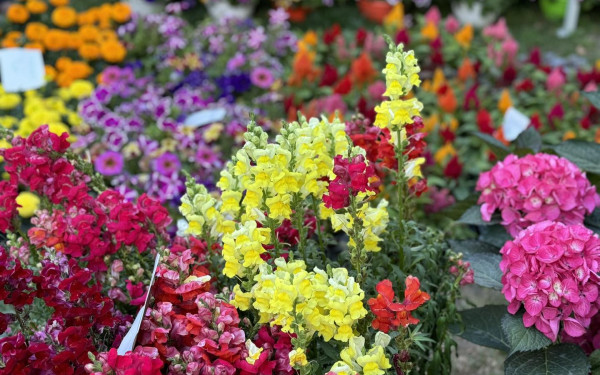 Η Ανθοκομική Έκθεση επιστρέφει στην Καλαμαριά