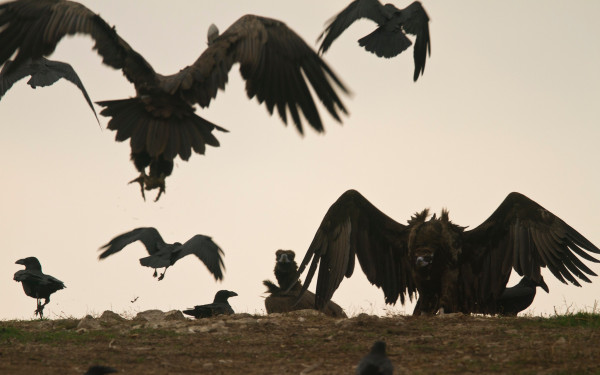 Έβρος: Οι Μαυρόγυπες «εξυγιαίνουν» το δάσος Δαδιάς (φωτ.)