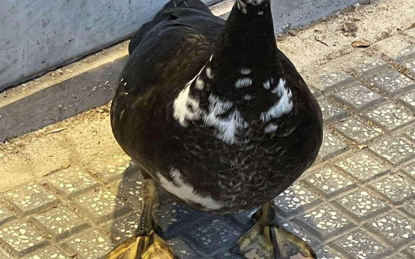 Θεσσαλονίκη: Μια πάπια έκανε βόλτα στην Τσιμισκή (φωτ.)