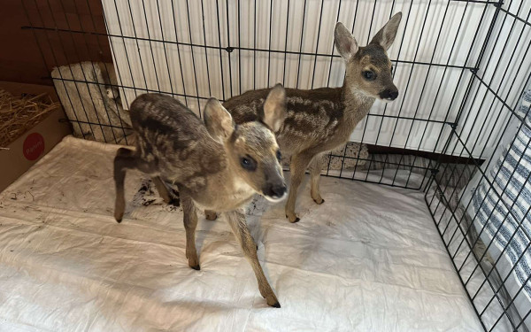 Καστοριά: Τραυματισμένα και ορφανά ζαρκαδάκια περιέθαλψε η Εταιρία Προστασίας Περιβάλλοντος