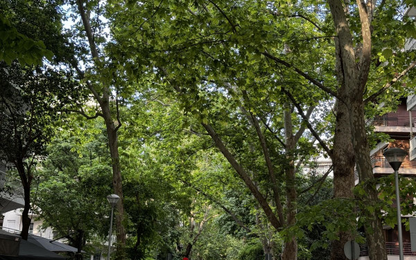 Θεσσαλονίκη: Κάτοικοι και δήμος έχουν το δικό τους ψηφιακό όπλο για να προστατεύσουν τα πλατάνια της Βαφοπούλου (φωτ.)