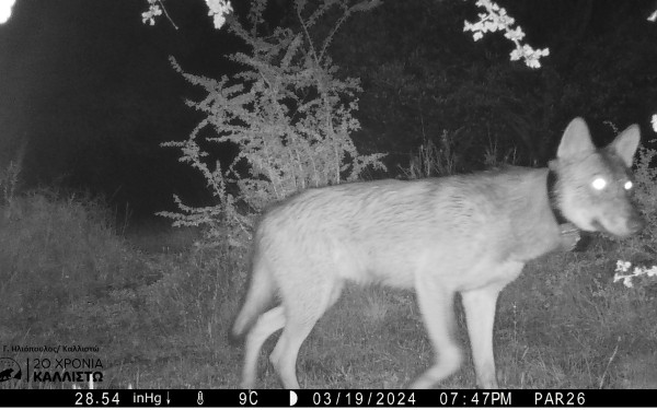 Καλλιστώ: Το ταξίδι του Σοφοκλή από την Πάρνηθα στο Παρνασσό και ακόμα παραπέρα