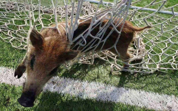 Θεσσαλονίκη: Ένα αγριογουρουνάκι... «γκολτζής» από τα γεννοφάσκια (βίντεο, φωτ.)