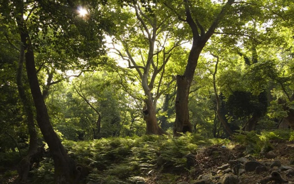 Καλλιστώ: Καλούμε τους πολίτες να αντιληφθούν και να προσεγγίσουν την ομορφιά της φύσης