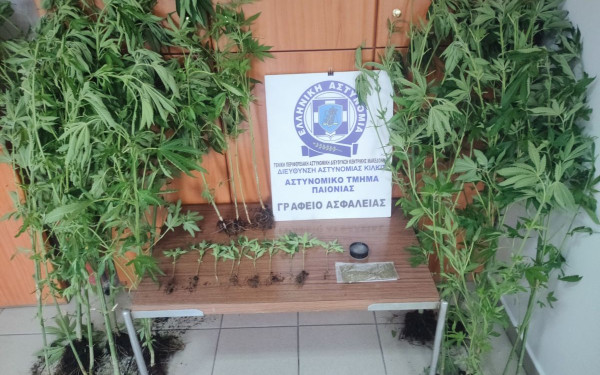 Ημαθία: Καλλιεργούσε στην αυλή του δενδρύλλια κάνναβης ύψους 1,5 μέτρου (φωτ.)