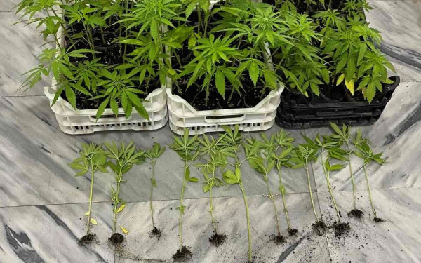 Πέλλα: Συνελήφθη για 67 δενδρύλλια κάνναβης