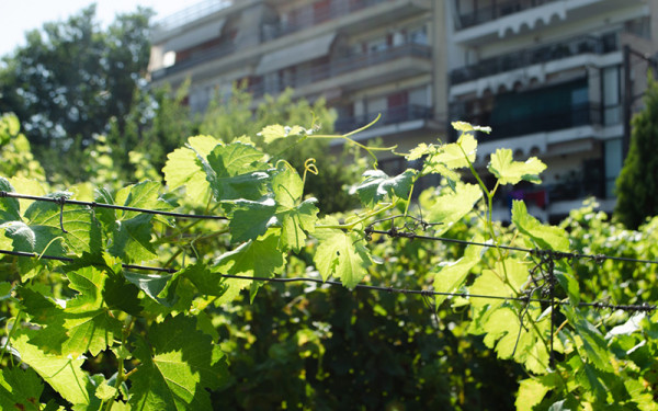 Θεσσαλονίκη: Οι υψηλές θερμοκρασίες έφεραν νωρίτερα τον τρύγο στον αστικό αμπελώνα