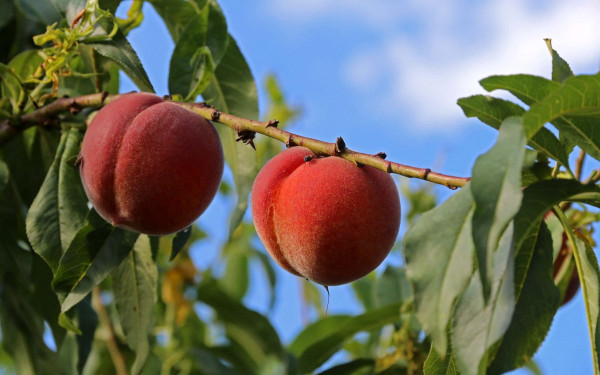 Πάνω από 10.000 στρέμματα με παραμορφωμένα ροδάκινα, νεκταρίνια και βερίκοκα δήλωσαν 640 καλλιεργητές στη Β. Ελλάδα