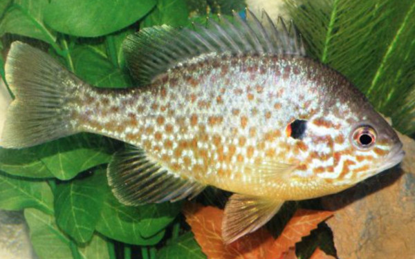 Κοζάνη: Το ηλιόψαρο από τον Καναδά απειλεί τα ενδημικά είδη των ελληνικών λιμνών