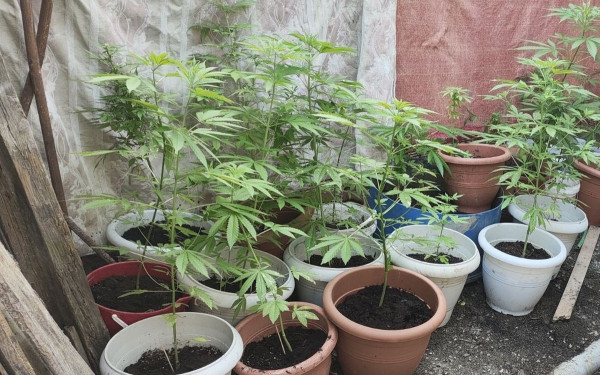 Θεσσαλονίκη: Καλλιεργούσαν κάνναβη σε ειδικό χώρο στην αυλή του σπιτιού τους - Δύο συλλήψεις (φωτ.)