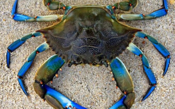 Θεσσαλονίκη: Έρχεται το Φεστιβάλ Μπλε Καβουριού στη Νέα Παραλία