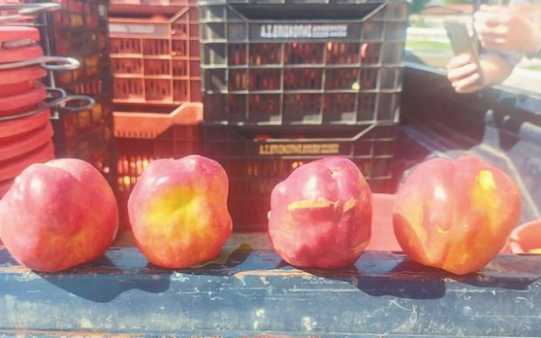 ΑΠΘ: Ιολογικές αναλύσεις για να βρεθεί το αίτιο παραμόρφωσης των ροδακίνων και νεκταρινιών σε Πέλλα και Ημαθία