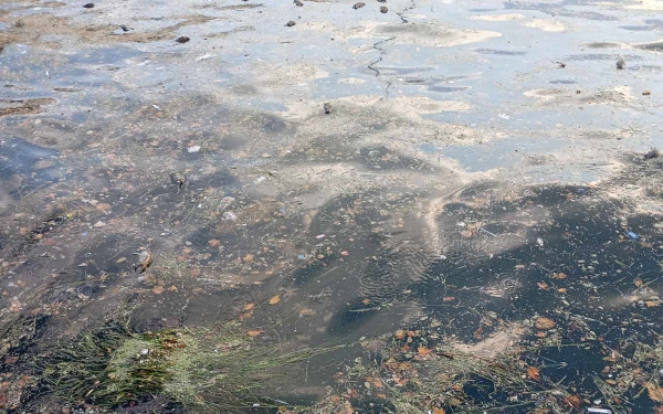 Θεσσαλονίκη: Δεκάδες νεκρά ποντίκια ξεβράστηκαν στον Θερμαϊκό μετά τη χθεσινή βροχή