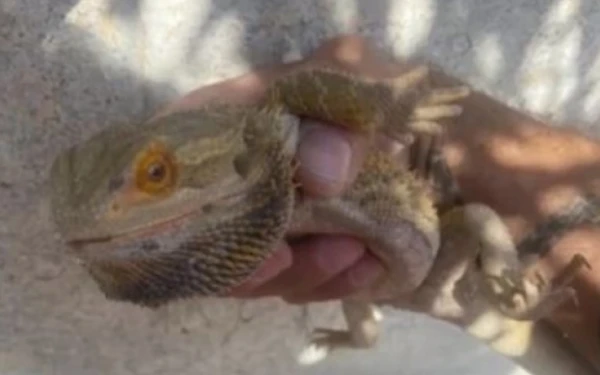 Θεσσαλονίκη: Αναστάτωση με δράκο που έκοβε βόλτες στην Άνω Πόλη (βίντεο)