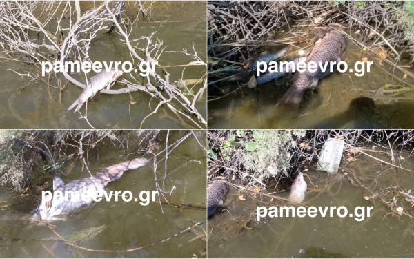 Ψαράδες εντόπισαν νεκρά ψάρια στο Δέλτα του Έβρου (βίντεο)