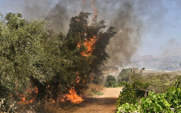 Φωτιά σε δασική έκταση στην Ηλεία - Δεν απειλούνται οικισμοί