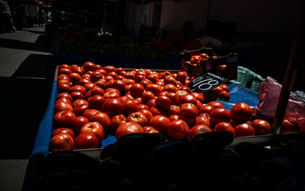 Σε απόγνωση οι καλλιεργητές ντομάτας: Στα ύψη το κόστος παραγωγής - Παράγουμε χωρίς να ξέρουμε αν θα το βγάλουμε (βίντεο)
