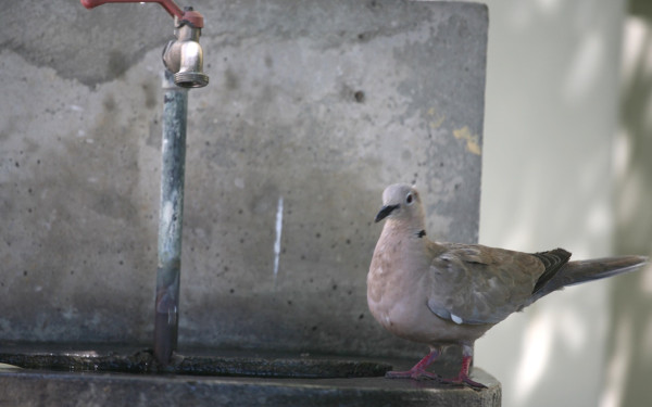 Καλάβρυτα - Τεράστια προβλήματα από τη λειψυδρία: Γεμίζουν τα παγούρια τους από πηγή - «Δεν έχουμε νερό» (βίντεο)