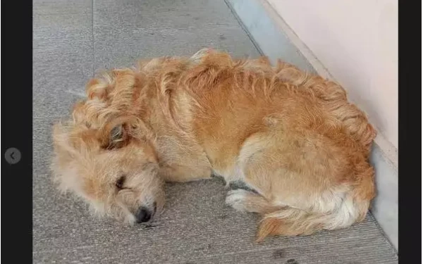 Συγκινεί ο... Χάτσικο των Τρικάλων (φωτ.)