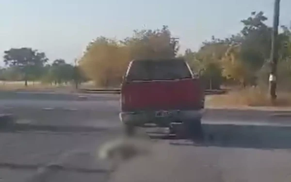 Κτηνωδία στην Ημαθία: Οδηγός αγροτικού έδεσε και έσυρε σκύλο στην άσφαλτο - Δείτε βίντεο