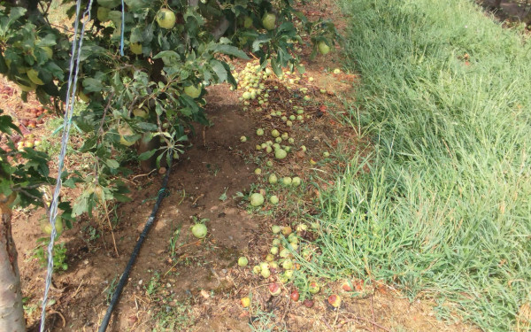 Ημαθία: Στις πληγείσες από χαλαζόπτωση περιοχές ο Δ. Σταμενίτης