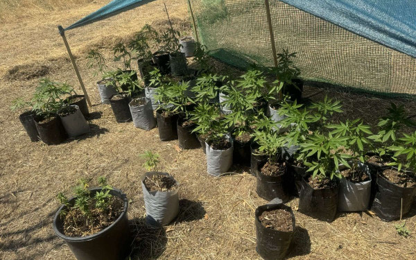 Θεσσαλονίκη: 38χρονος καλλιεργούσε στην αυλή του σπιτιού του κάνναβη και την πουλούσε (φωτ.)