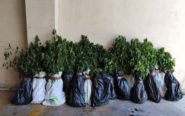 Θεσσαλονίκη: Εντοπίστηκε φυτεία με πάνω από 1.000 δενδρύλλια κάνναβης - Τέσσερις συλλήψεις (φωτ.)