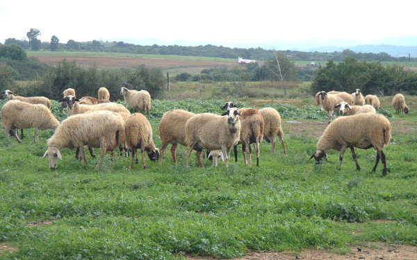 Στη δίνη της πανώλης των αιγοπροβάτων, κτηνοτρόφοι και καταναλωτές