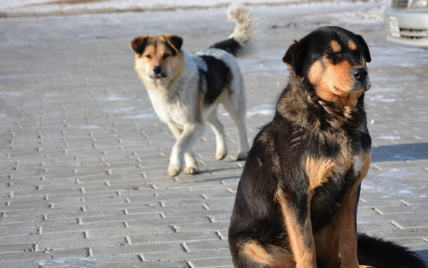 Τουρκία: Αδέσποτοι σκύλοι βρίσκουν σπίτια στο εξωτερικό μετά την ψήφιση του νέου νόμου που προβλέπει τον εγκλεισμό τους σε καταφύγια