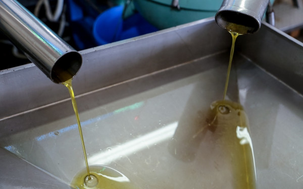 ΑΑΔΕ: Ελαιοτριβεία με σπεσιαλιτέ τη φοροδιαφυγή - Έκρυβαν έσοδα πάνω από 80 εκατ. ευρώ