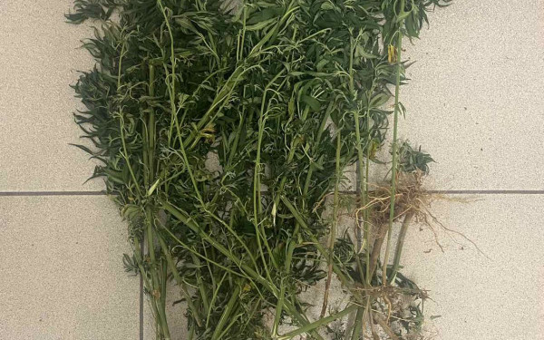 Πιερία: Καλλιεργούσε 21 δενδρύλλια κάνναβης σε αγροτική περιοχή (φωτ.)