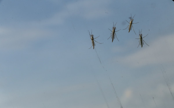 Ο ΕΟΔΥ προειδοποιεί: Προφυλαχθείτε από τα κουνούπια - Έντονη η κυκλοφορία του ιού του Δυτικού Νείλου φέτος