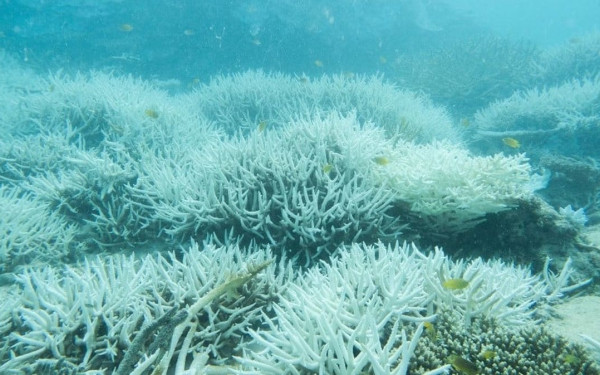 Αυστραλία: Έσπασαν ρεκόρ μετά από 400 χρόνια οι θερμοκρασίες στον Μεγάλο Κοραλλιογενή Ύφαλο