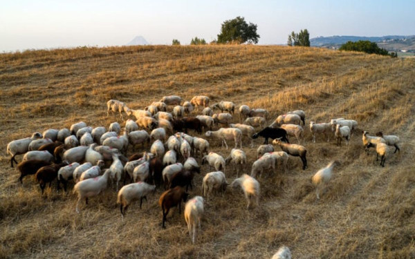 Προληπτικά μέτρα μετά από ύποπτο κρούσμα ευλογιάς αιγοπροβάτων στο Ηράκλειο