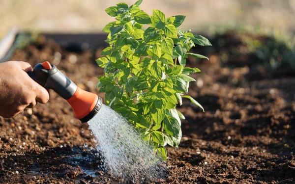 Χαλκιδική: Κάτοικος έκλεβε νερό από δημοτικό γήπεδο για να… ποτίσει τον μπαξέ του στη Σιθωνία (βίντεο)