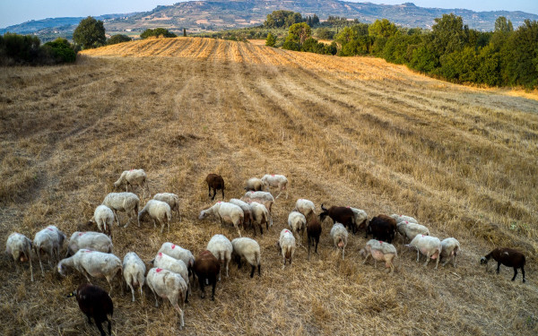 Ευλογιά αιγοπροβάτων: Περισσότερα από 80.000 ζώα θανατώθηκαν στην Περιφέρεια Ανατολικής Μακεδονίας και Θράκης