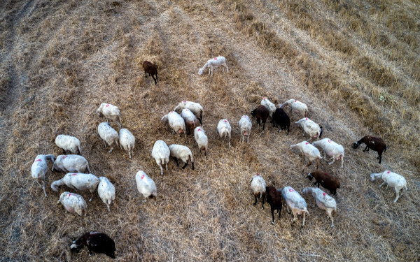 Περιφέρεια Θεσσαλίας: Πρόγραμμα για την ενίσχυση της βιοασφάλειας στις ζώνες προστασίας για την ευλογιά των αιγοπροβάτων
